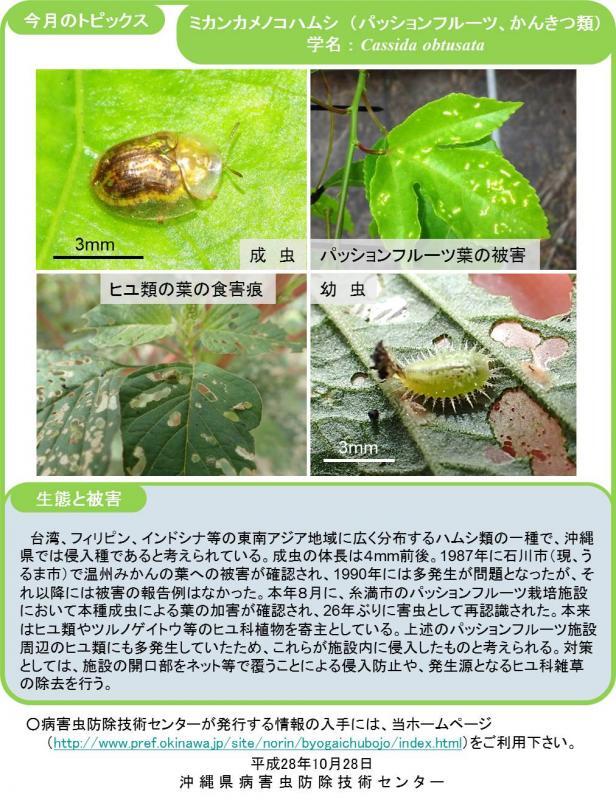 写真：ミカンカメノコハムシ（パッションフルーツ、かんきつ類）の生態と被害