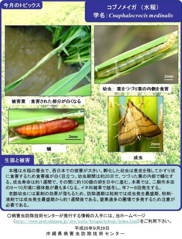 写真：コブノメイガ（水稲）の生態と被害
