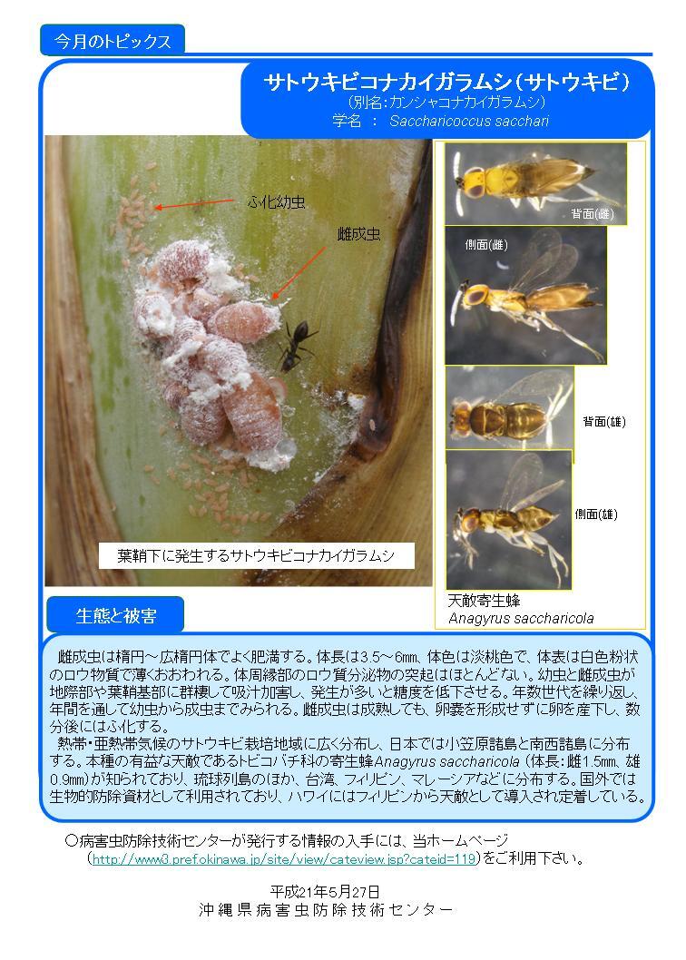 写真：サトウキビコナカイガラムシ（サトウキビ）の生態と被害