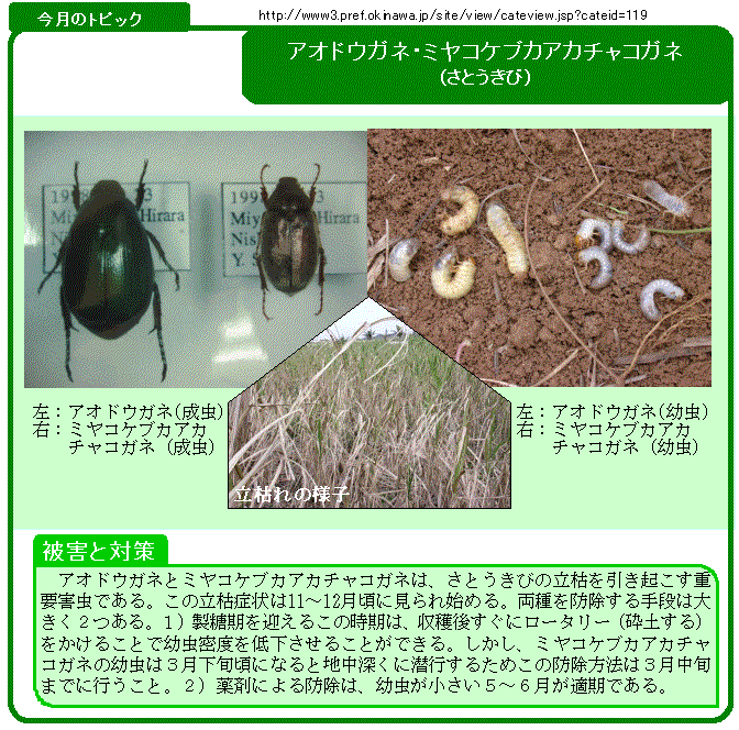 写真：アオドウガネ・ミヤコケブカアカチャコガネ（サトウキビ）の生態と対策