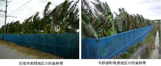 写真：石垣市長間地区の防風林帯と与那国町桃原地区の防風林帯