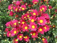 写真:沖縄の花4