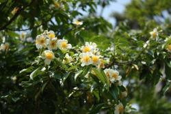 写真:イジュの花