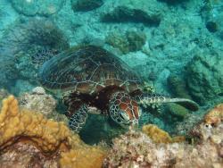 写真:海の中のアオウミガメ