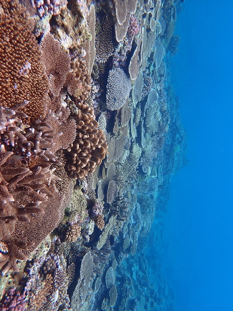写真:サンゴ礁(渡嘉敷村)