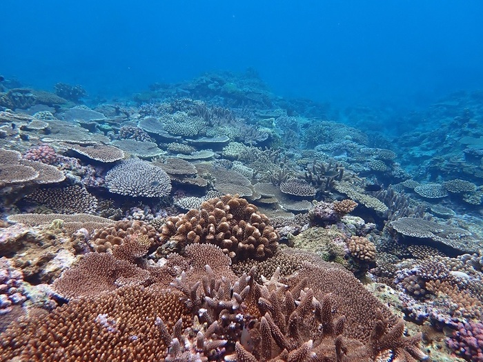 写真：サンゴ礁（渡嘉敷村）