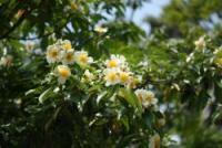 写真：沖縄の植物2