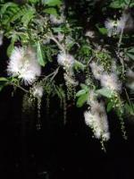 写真:沖縄の植物1