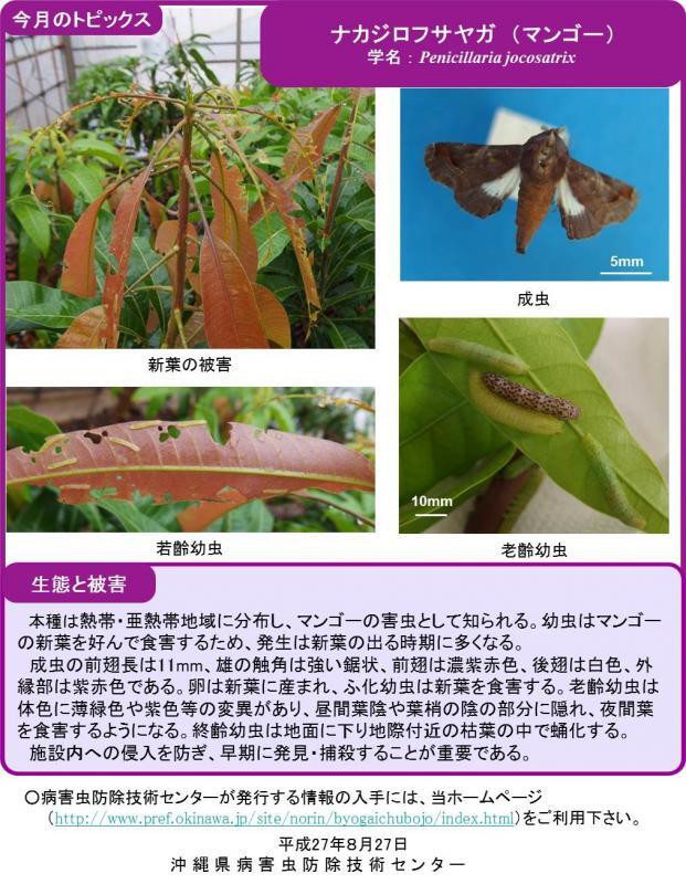 写真：ナカジロフサヤガ（マンゴー）の生態と被害