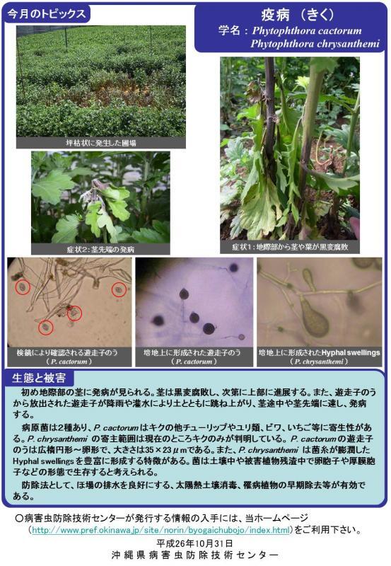 写真：疫病（キク）の生態と被害