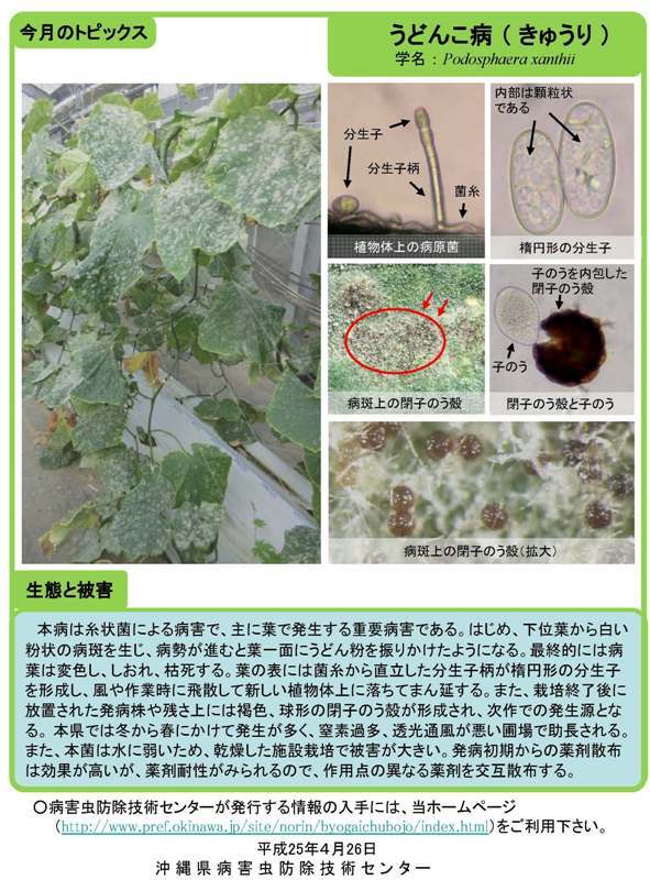 写真：うどんこ病（きゅうり）の生態と被害