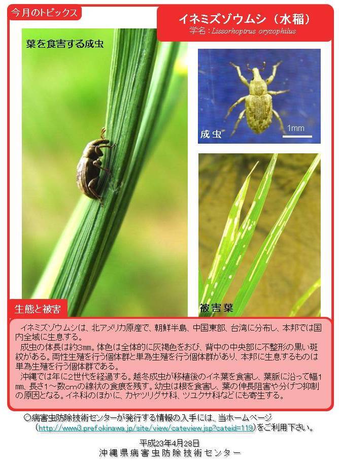 写真:イネミズゾウムシ(水稲)の生態と被害