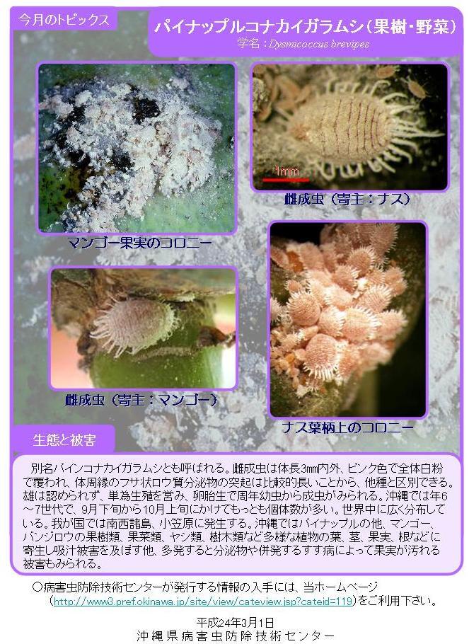 写真：パイナップルコナカイガラムシ（果樹・野菜）の生態と被害