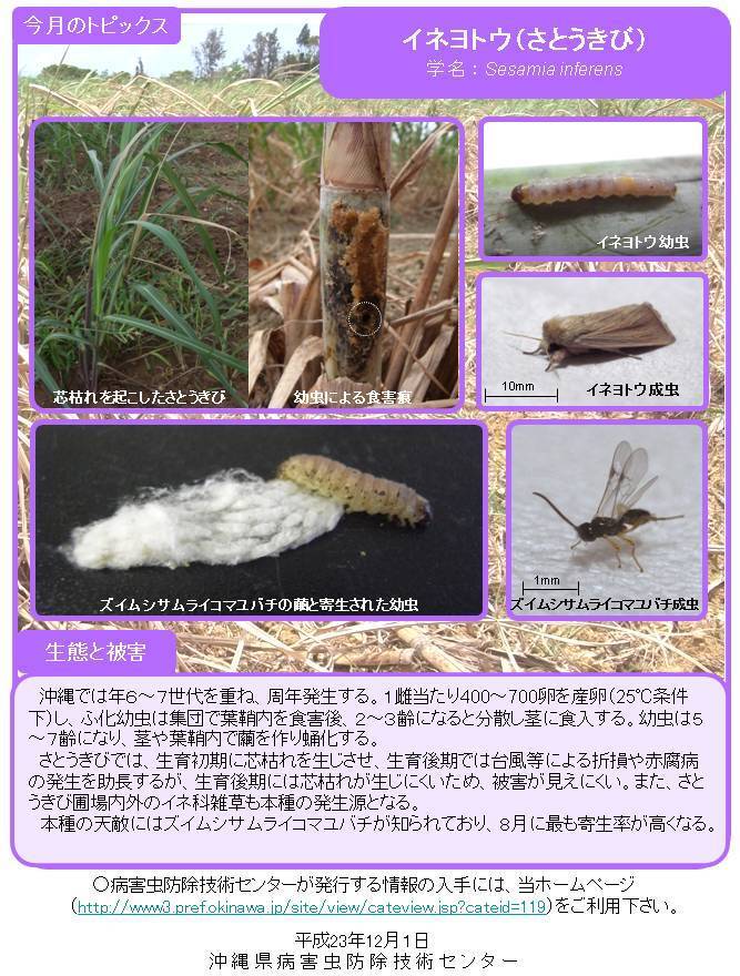 写真:イネヨトウ(さとうきび)の生態と被害