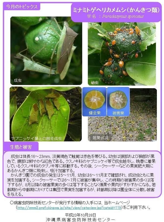 写真:ミナミトゲヘリカメムシ(かんきつ類)の生態と被害