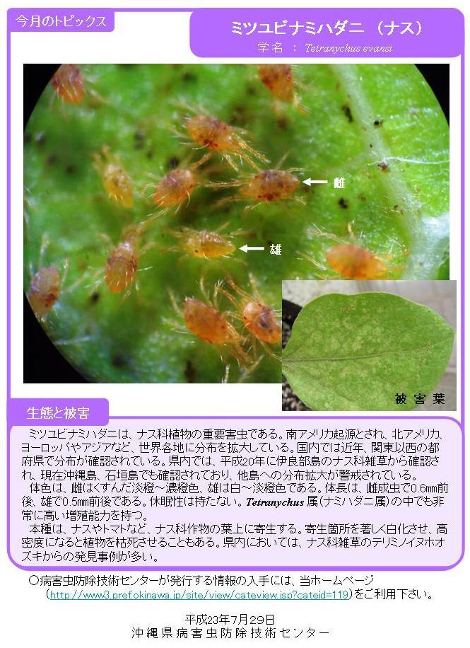 写真:ミツユビナミハダニ(ナス)の生態と被害