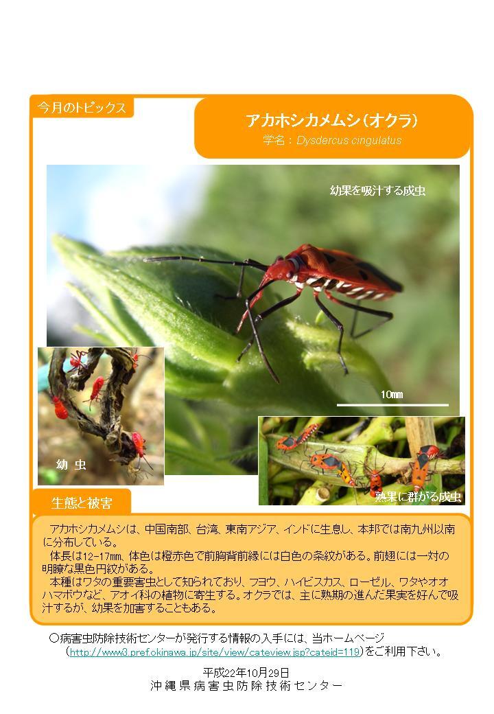 写真:アカホシカメムシ (オクラ)の生態と被害