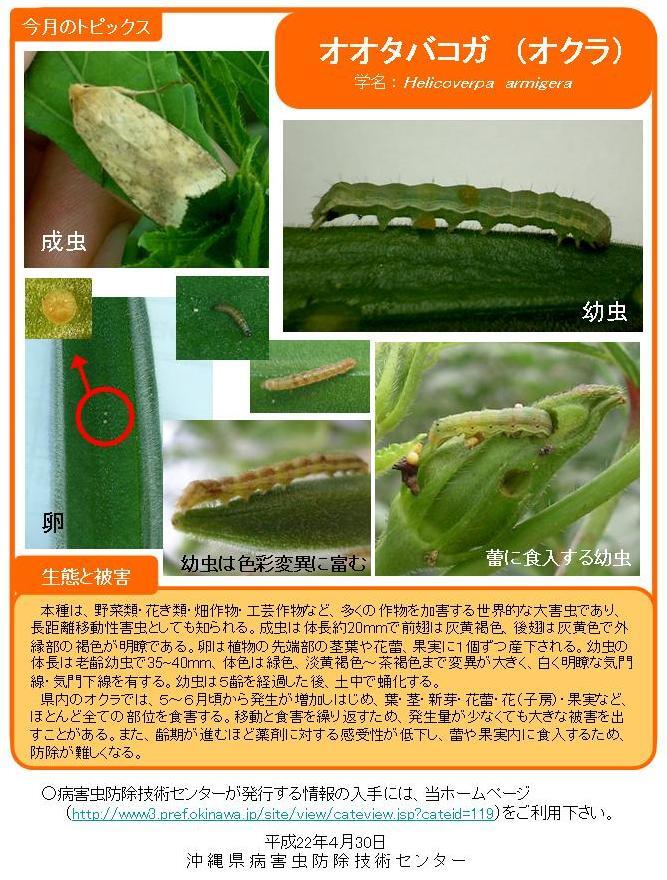 写真:オオタバコガ (オクラ)の生態と被害