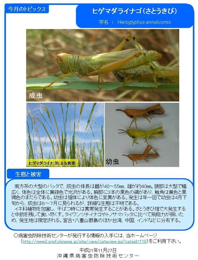 写真:ヒゲマダライナゴ (さとうきび)の生態と被害