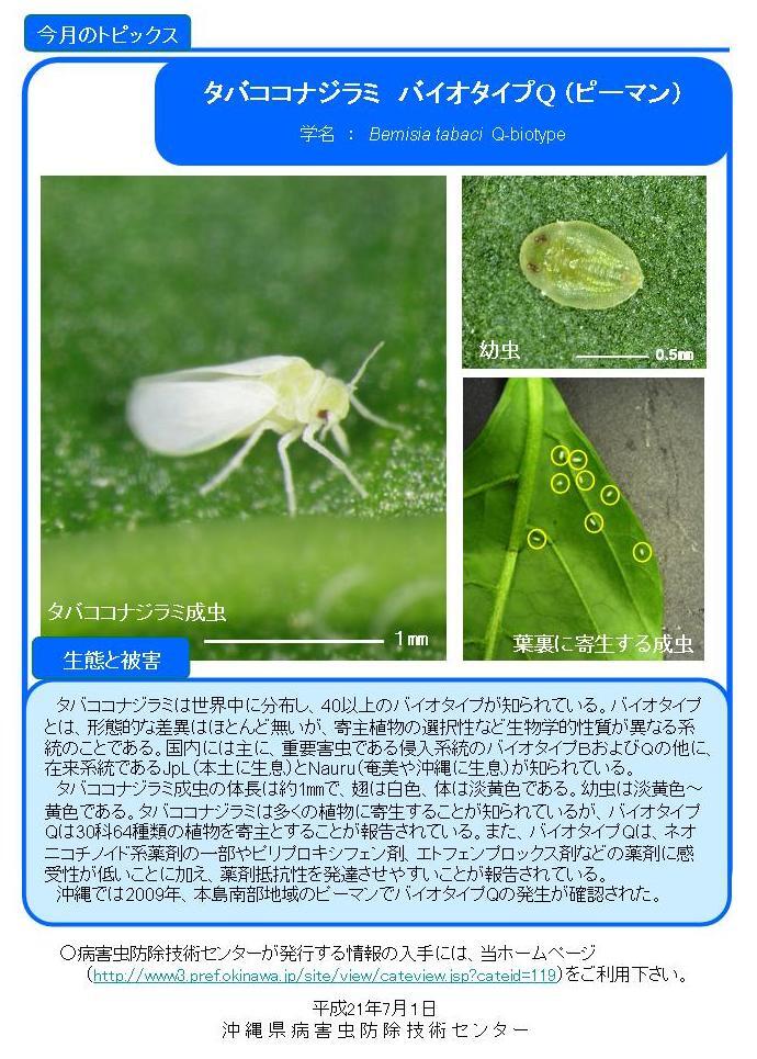 写真:タバココナジラミの生態と被害