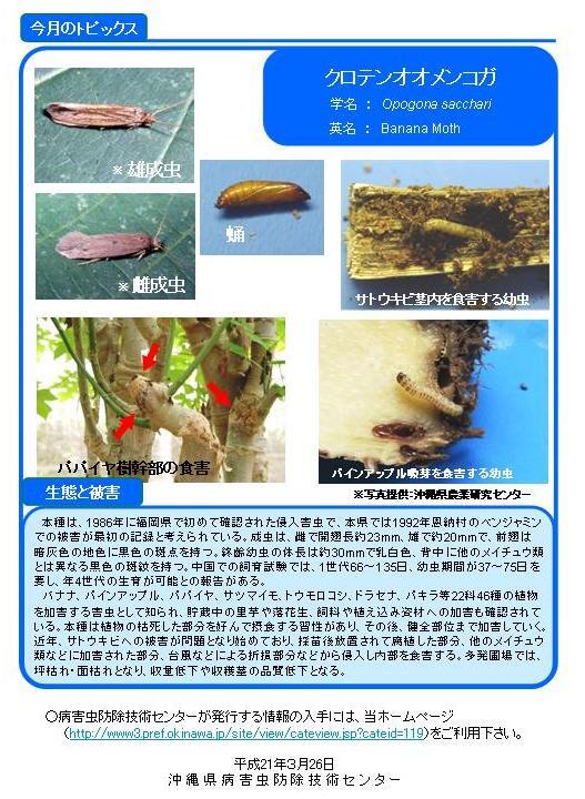 写真:クロテンオオメンコガの生態と被害