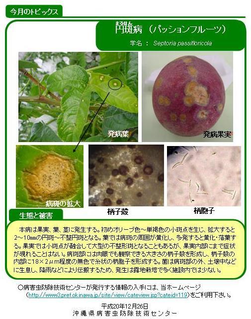写真：円斑病（パッションフルーツ）の生態と被害