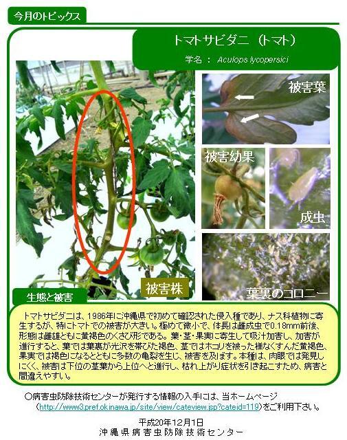 写真:トマトサビダニ(トマト)の生態と被害