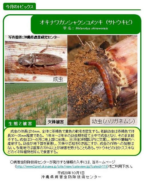 写真:カンシャクシコメツキ(サトウキビ)の生態と被害