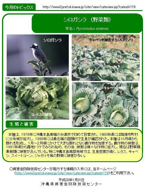 写真:シロガシラ(野菜類)の生態と被害
