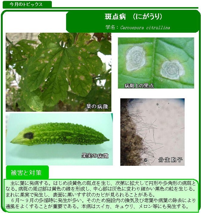 写真：斑点病（にがうり）の被害と対策