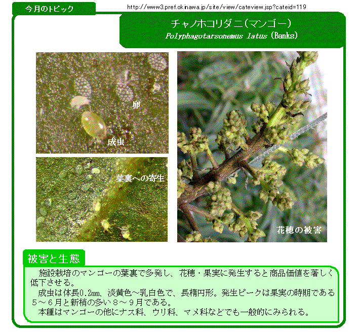 写真:チャノホコリダニ(マンゴー)の生態と被害