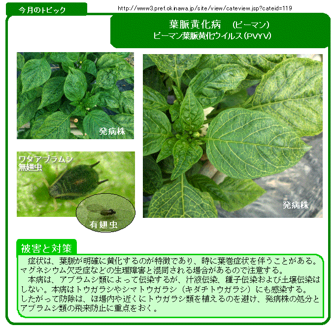 写真：葉脈黄化病（ピーマン葉脈黄化ウィルス）（ピーマン）の被害と対策