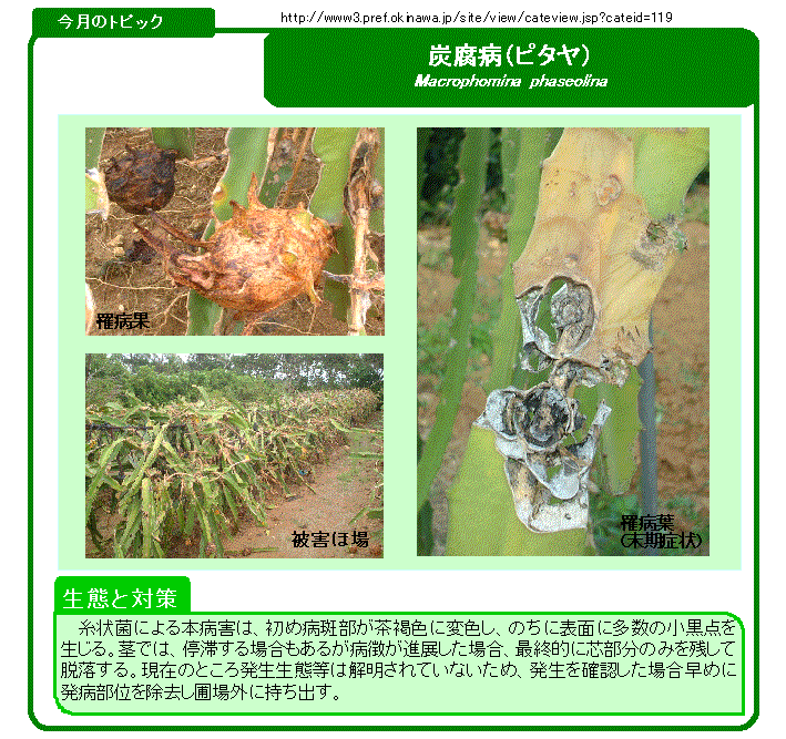 写真：炭腐病（ピタヤ）の生態と対策