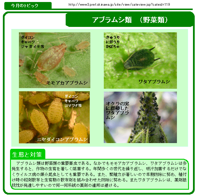 写真:アブラムシ類(野菜)の生態と対策