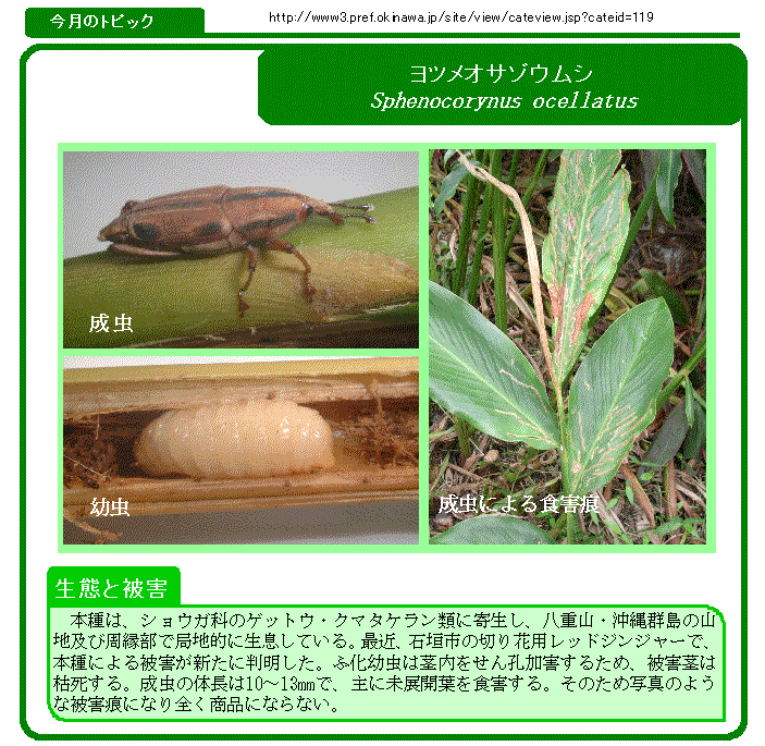 写真:ヨツメオサゾウムシの生態と被害