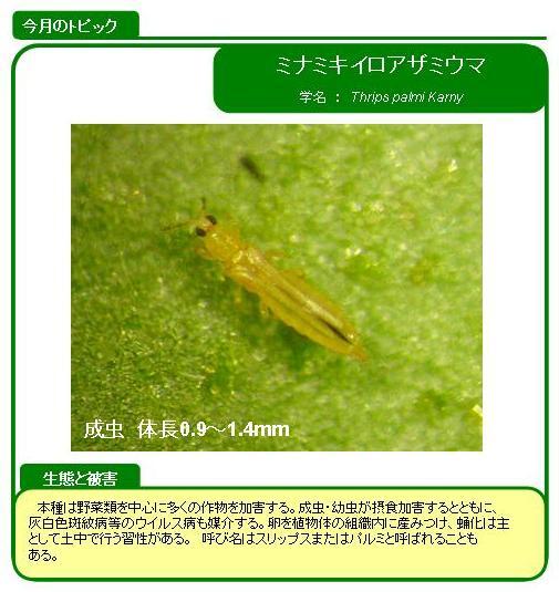写真:ミナミキイロアザミウマ(野菜類)の生態と被害