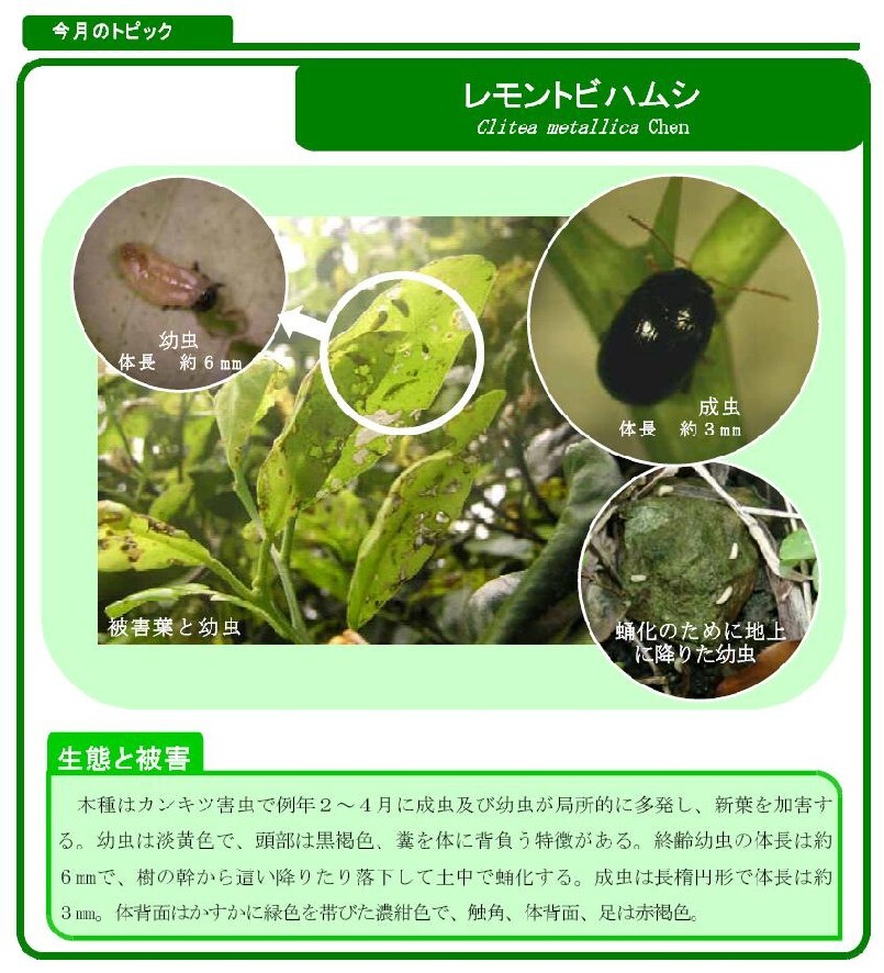 写真:レモントビハムシ(かんきつ)の生態と被害