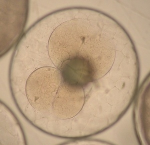 写真：スギの卵 4細胞期