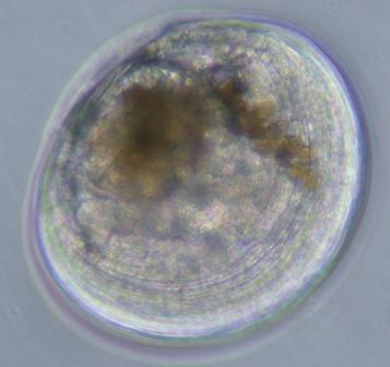 写真:ヒメジャコの稚貝の様子2