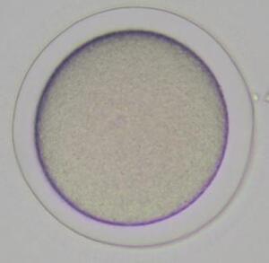 写真：ハネジナマコの成長（受精卵）1