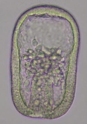 写真：ハネジナマコの成長（受精卵）2