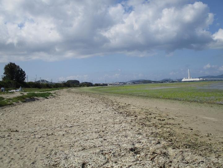 写真:清掃後の海岸の様子