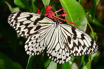 写真：沖縄県の蝶「オオゴマダラ」