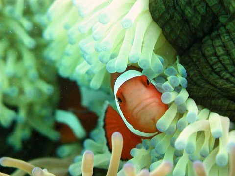 写真:伊良部島の礁池内に生息するカクレクマノミ
