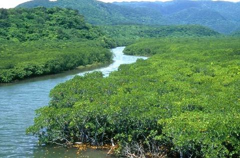 写真：仲間川とマングローブ林