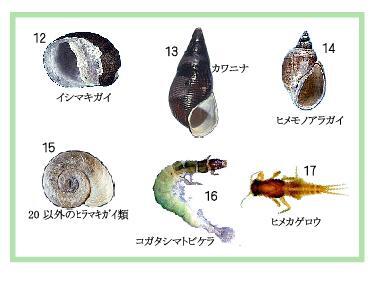 写真：水質階級と指標生物2