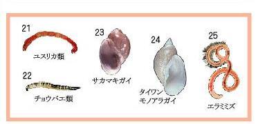 写真：水質階級と指標生物4