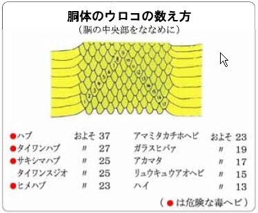 イラスト：胴体ウロコの数え方