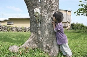 写真:第13回八重山獣医師会長賞