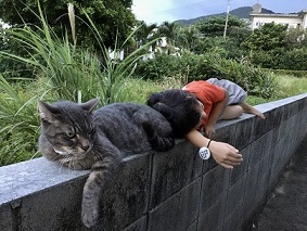 塀の上で寝転ぶ人と猫の写真